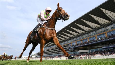 copper horse handicap trends